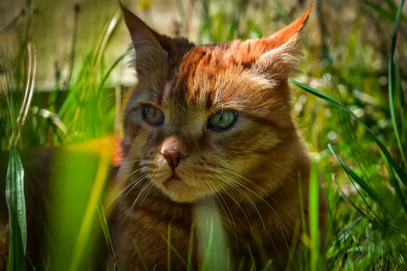 The Cat. — 2