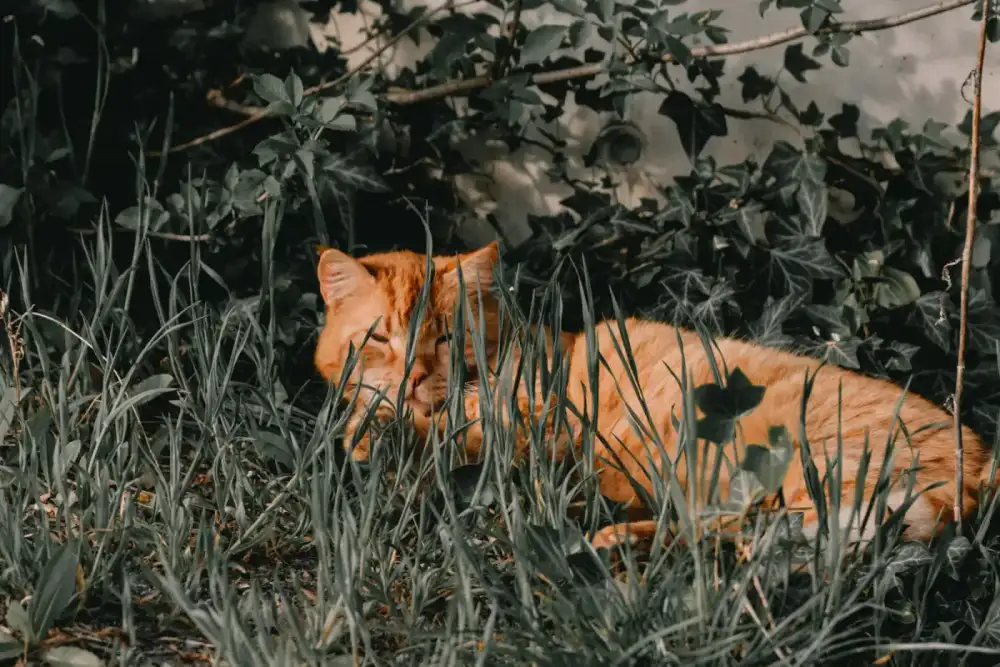 The Cat.