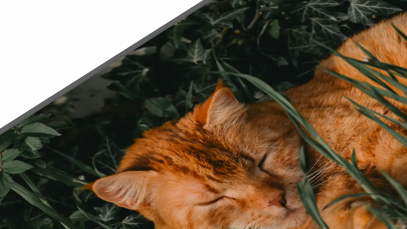 The Cat. — 3